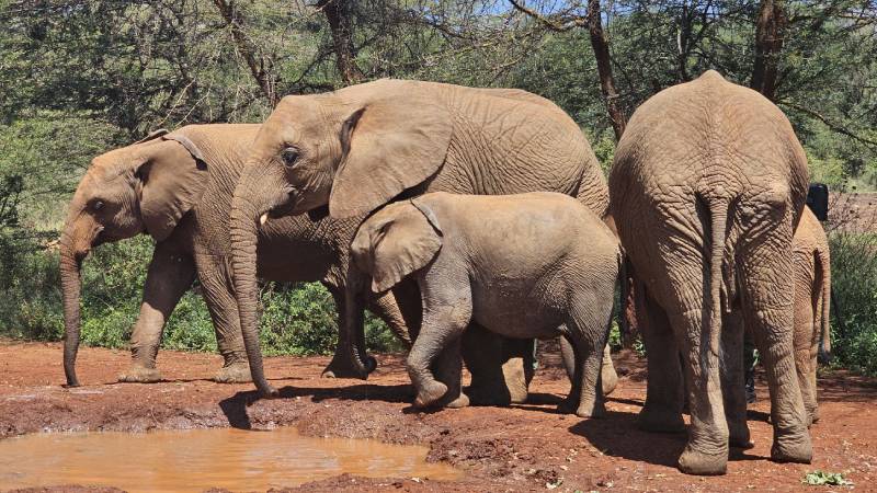 10-kena-David-Sheldrick-Elephant-Orphanage